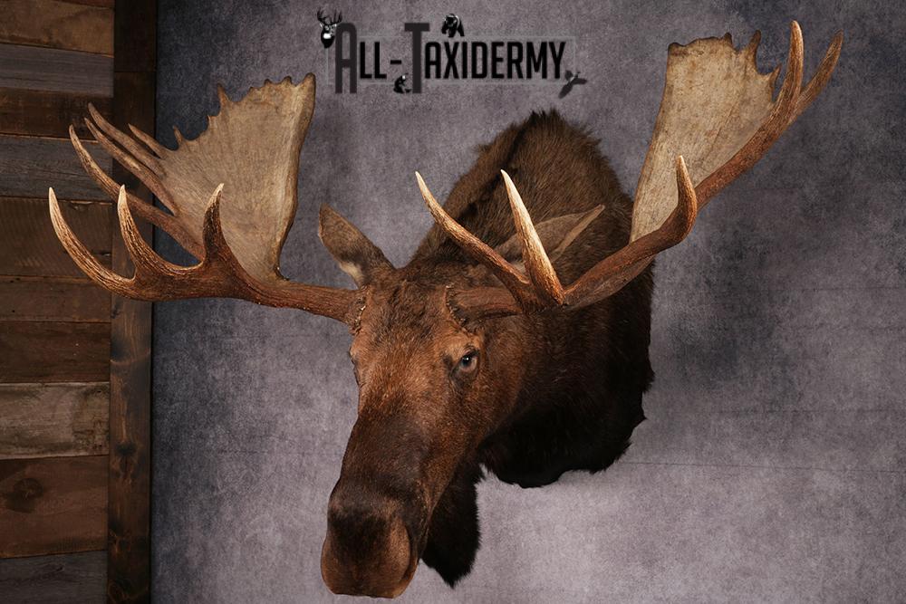 Alaskan Moose taxidermy mount SKU 2573 - Image 9