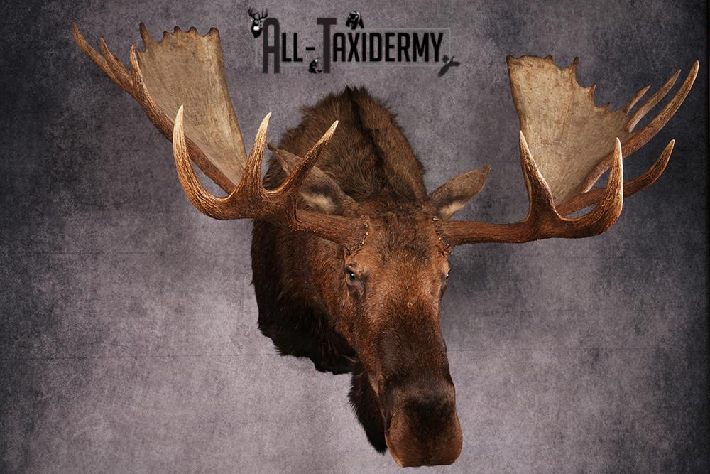 Alaskan Moose taxidermy mount SKU 2573 - Image 10