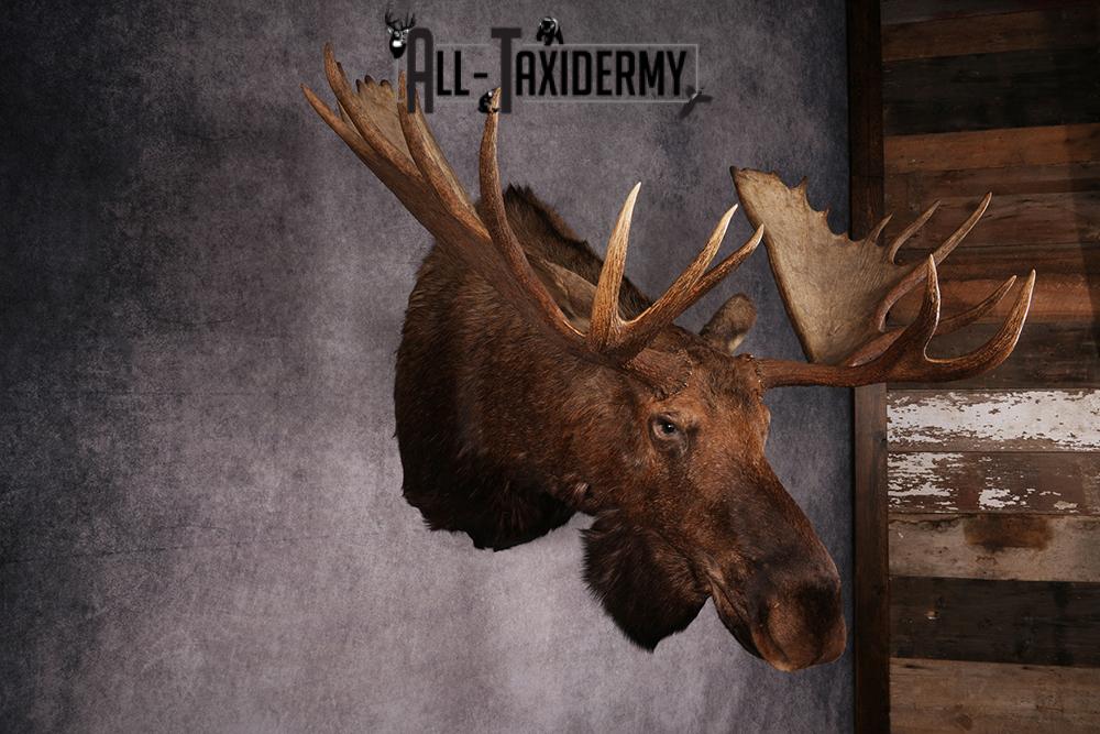 Alaskan Moose taxidermy mount SKU 2573 - Image 11