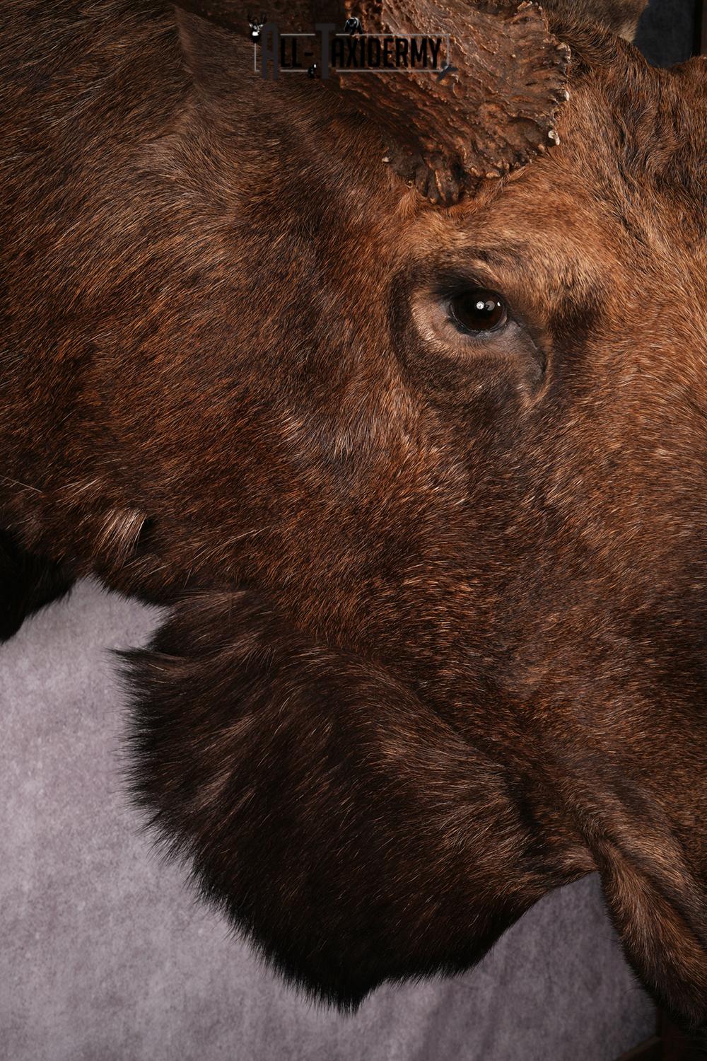 Alaskan Moose taxidermy mount SKU 2573 - Image 13