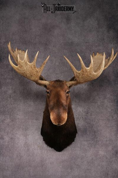 Canadian Moose taxidermy mount SKU 2569