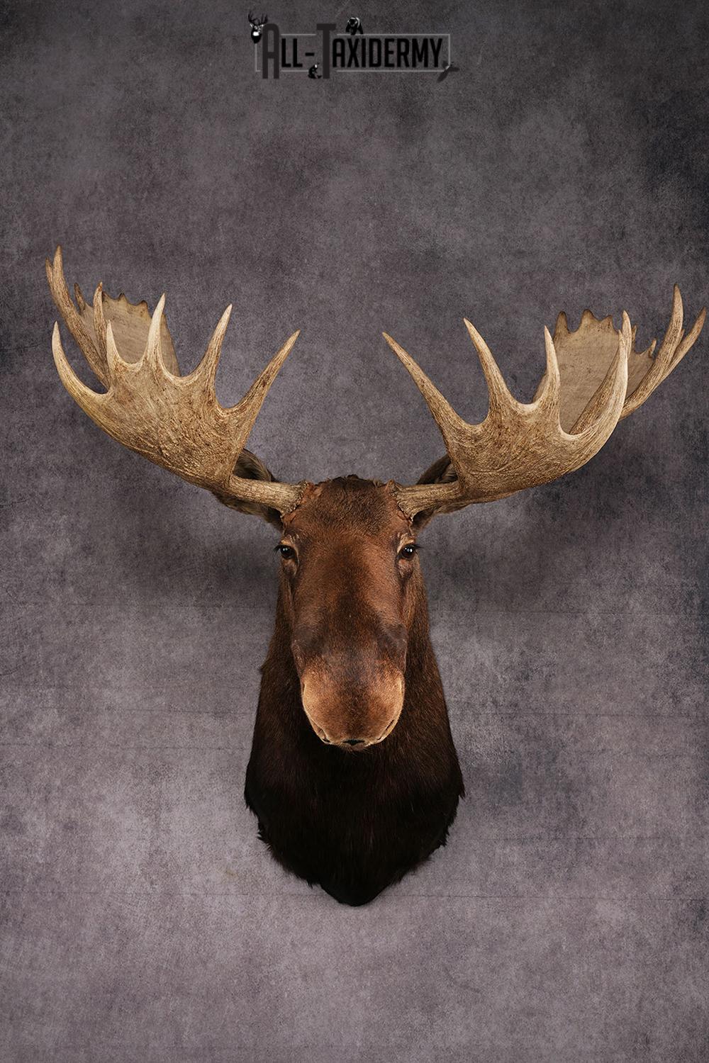 Canadian Moose taxidermy mount SKU 2569