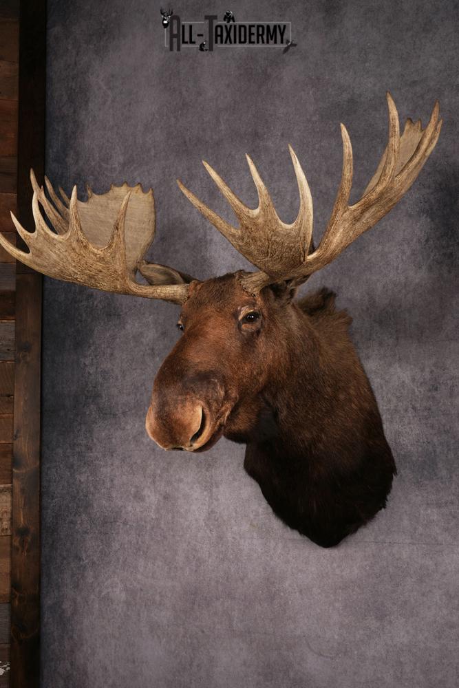 Canadian Moose taxidermy mount SKU 2569 - Image 2