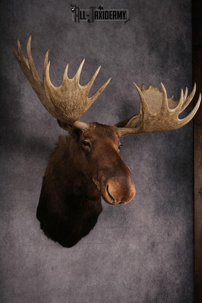 Canadian Moose taxidermy mount SKU 2569 - Image 4