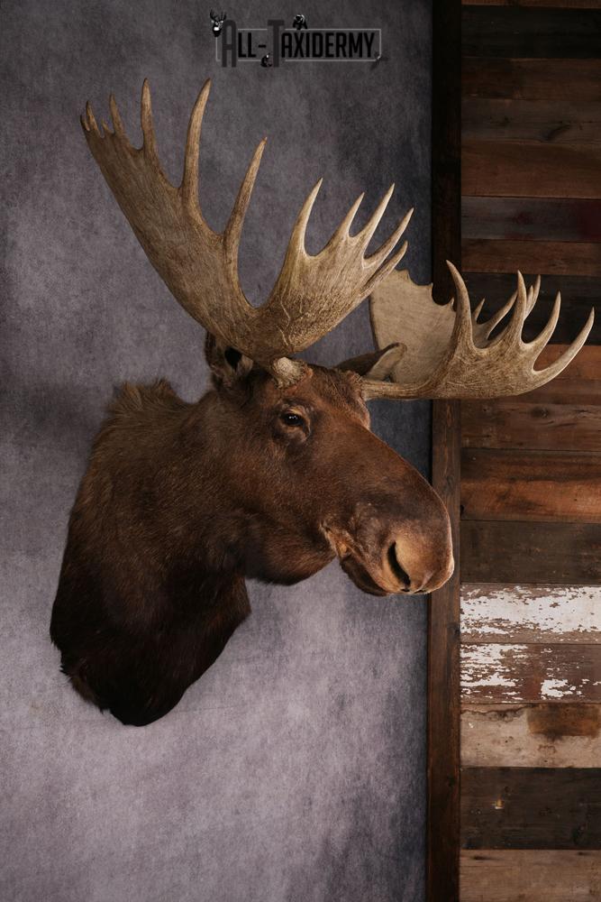 Canadian Moose Shoulder Mount