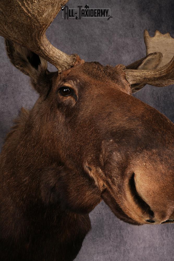 Canadian Moose taxidermy mount SKU 2569 - Image 6