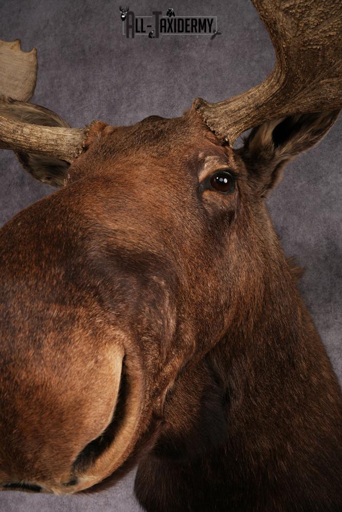 Canadian Moose taxidermy mount SKU 2569 - Image 7