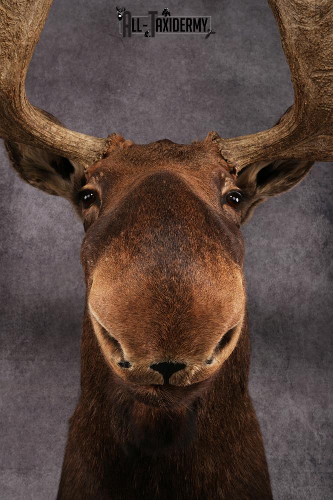 Canadian Moose taxidermy mount SKU 2569 - Image 8