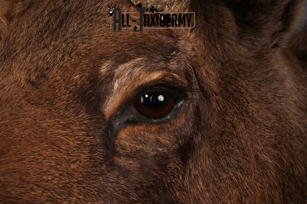 Canadian Moose taxidermy mount SKU 2569 - Image 9