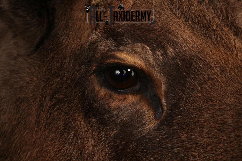 Canadian Moose taxidermy mount SKU 2569 - Image 10