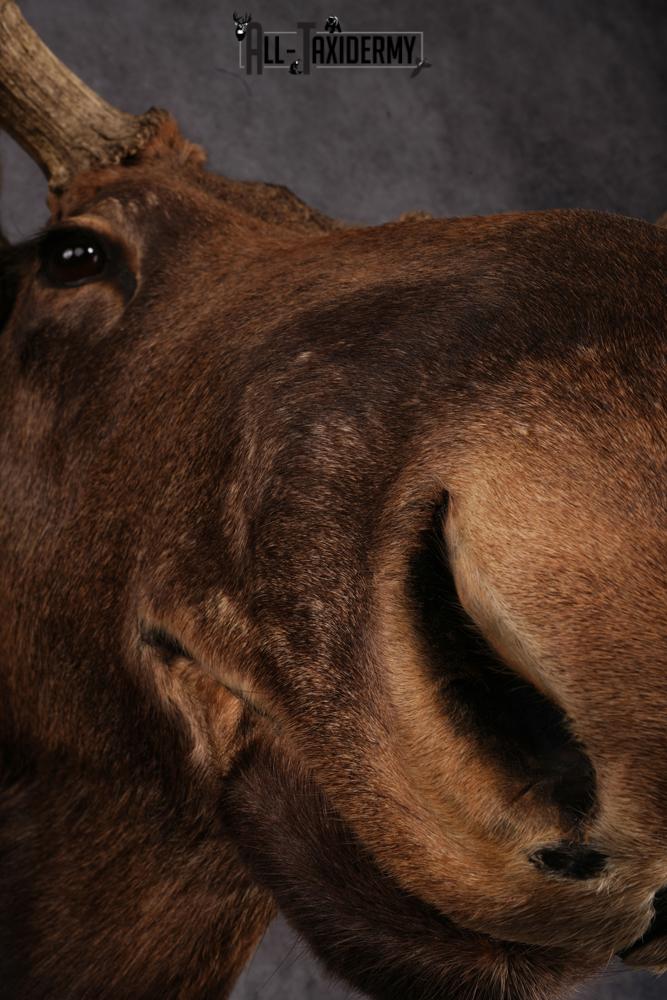 Canadian Moose taxidermy mount SKU 2569 - Image 11
