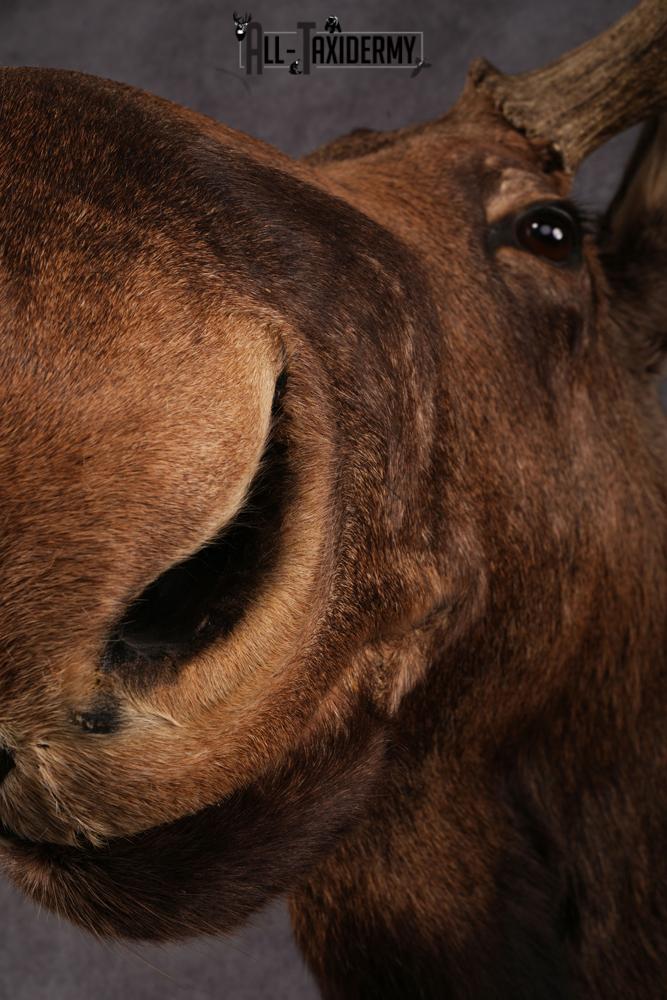 Canadian Moose taxidermy mount SKU 2569 - Image 12
