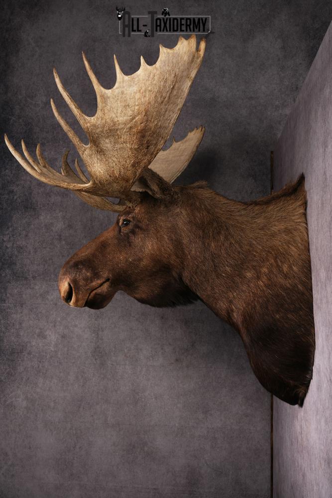 Canadian Moose taxidermy mount SKU 2569 - Image 13
