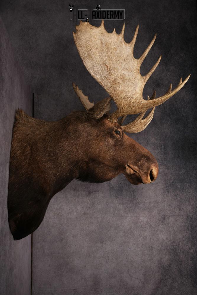 Canadian Moose taxidermy mount SKU 2569 - Image 14