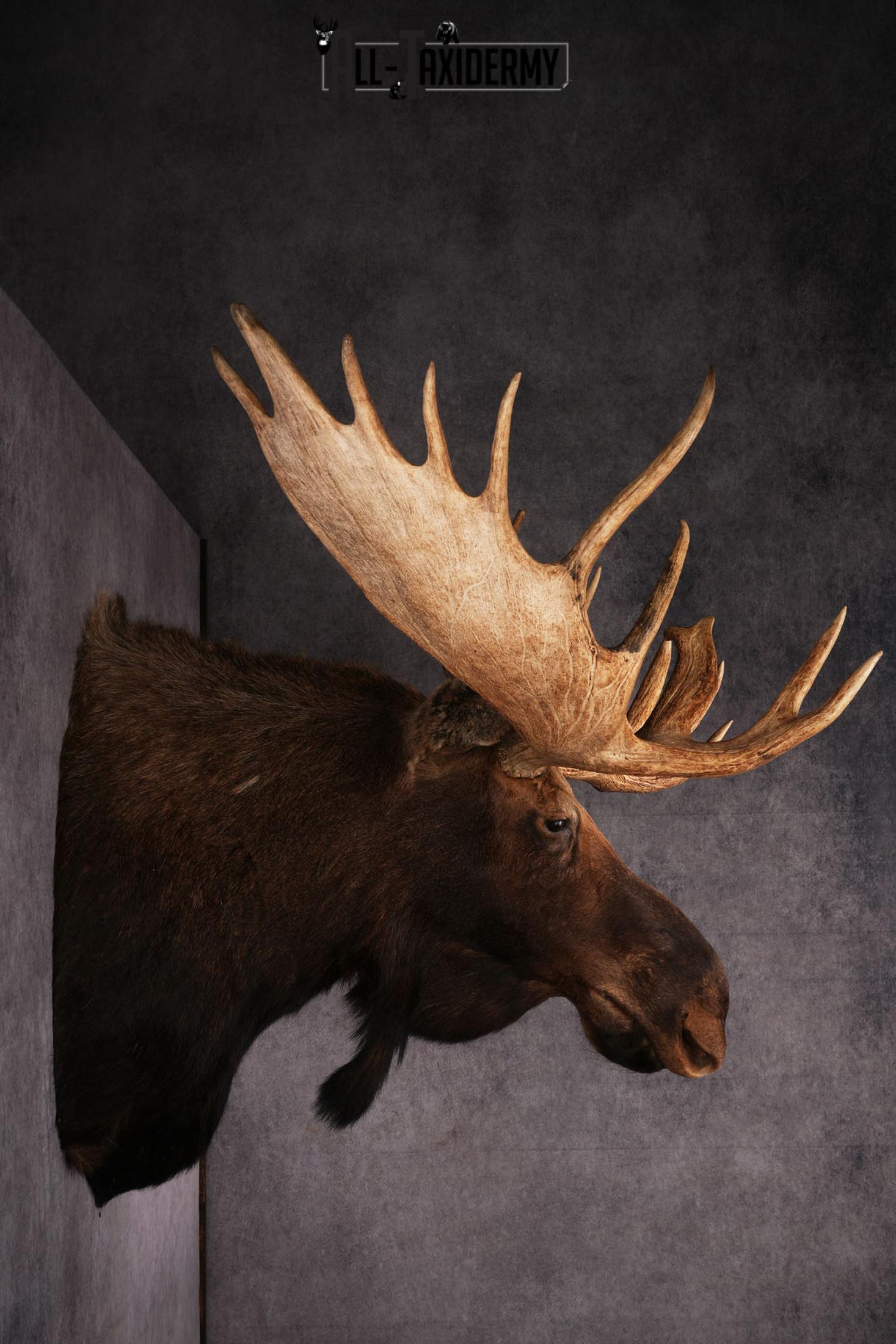 Canadian Moose taxidermy shoulder mount SKU 2516 - Image 2