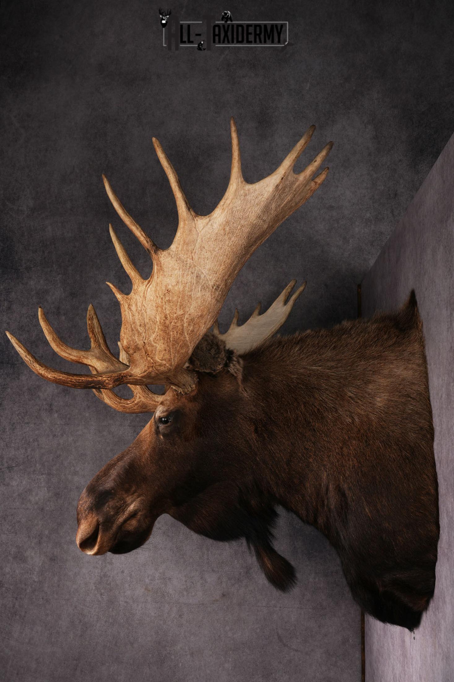 Canadian Moose taxidermy shoulder mount SKU 2516 - Image 3
