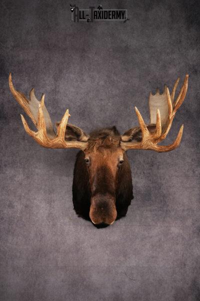 Canadian Moose taxidermy shoulder mount SKU 2516