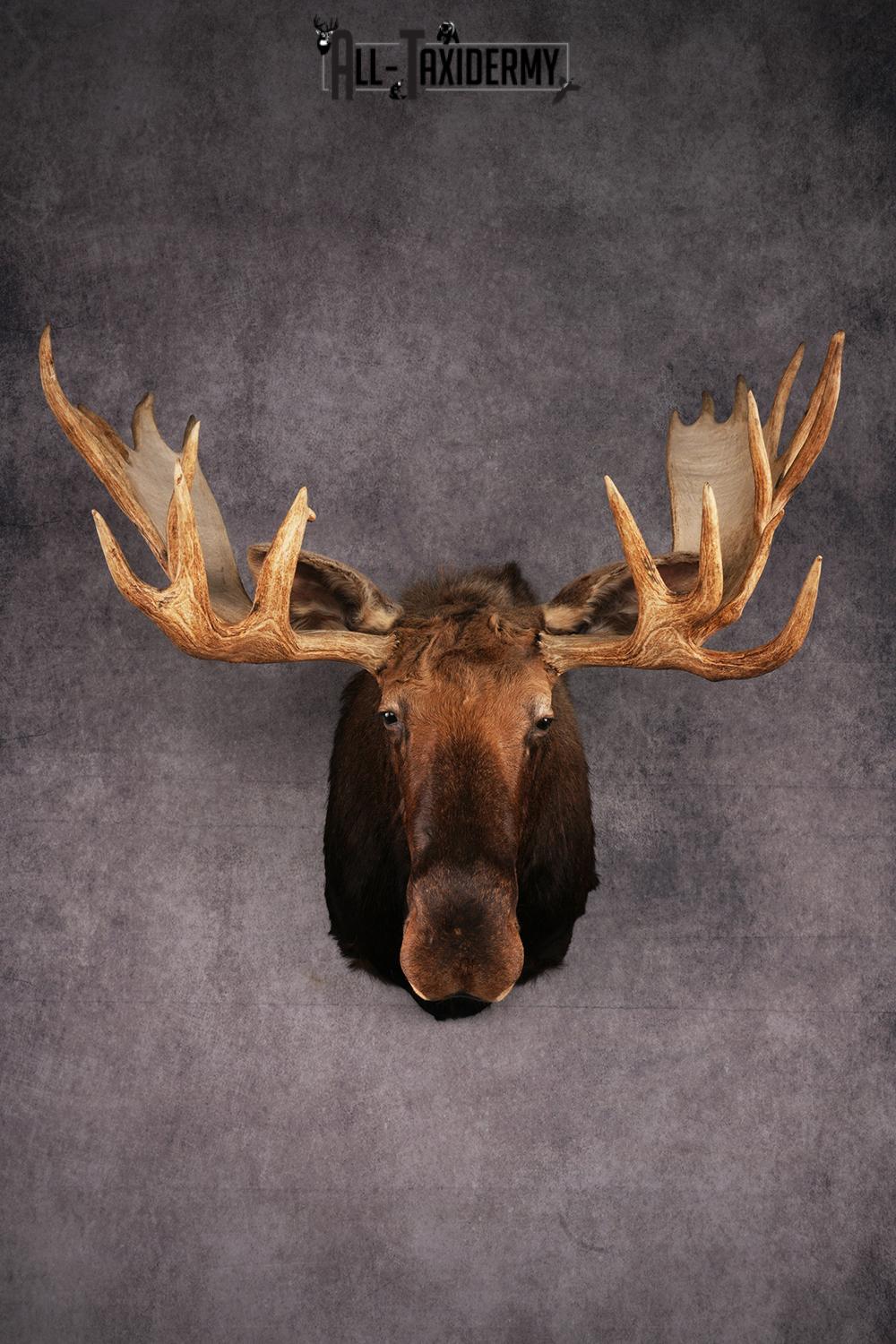Canadian Moose taxidermy shoulder mount SKU 2516
