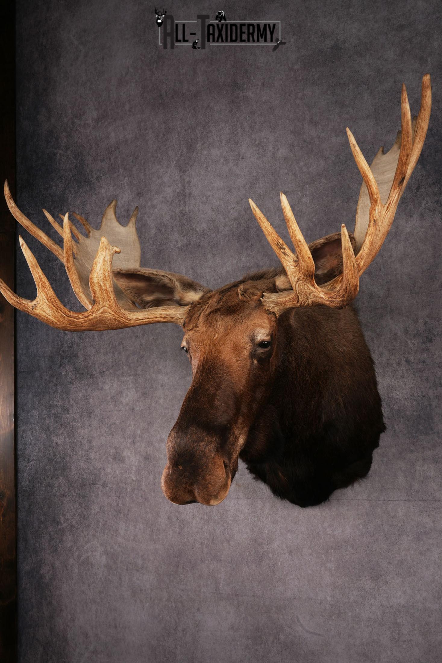 Canadian Moose taxidermy shoulder mount SKU 2516 - Image 5
