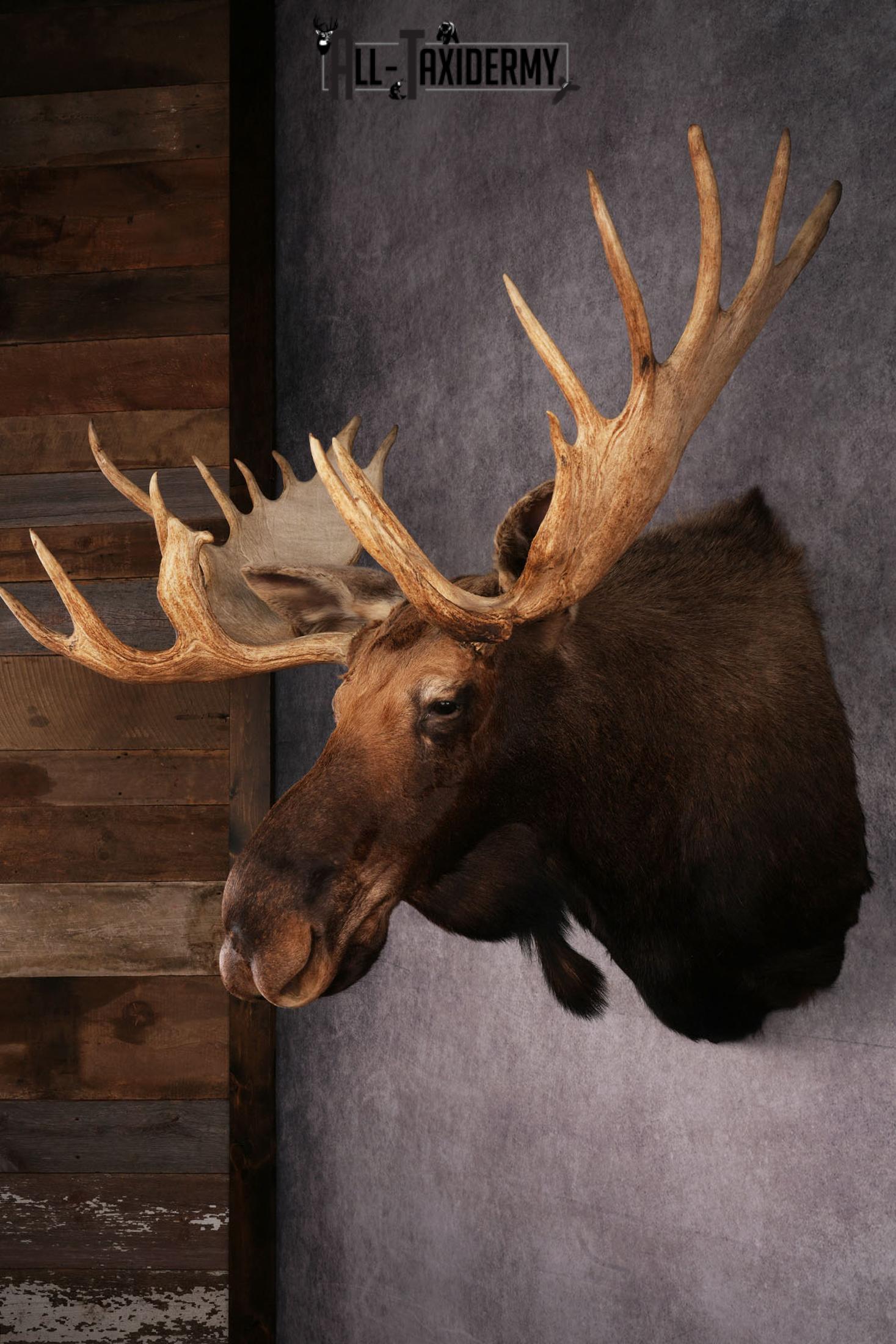 Moose Taxidermy
