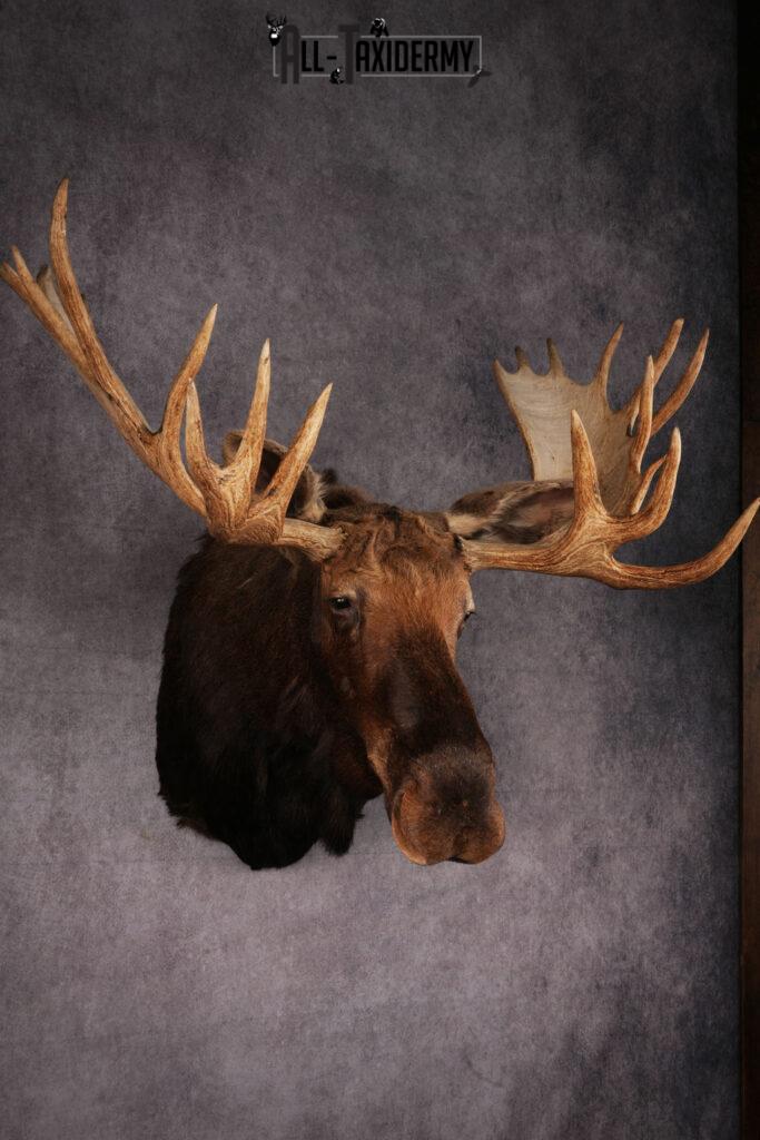 Canadian Moose Shoulder Mount