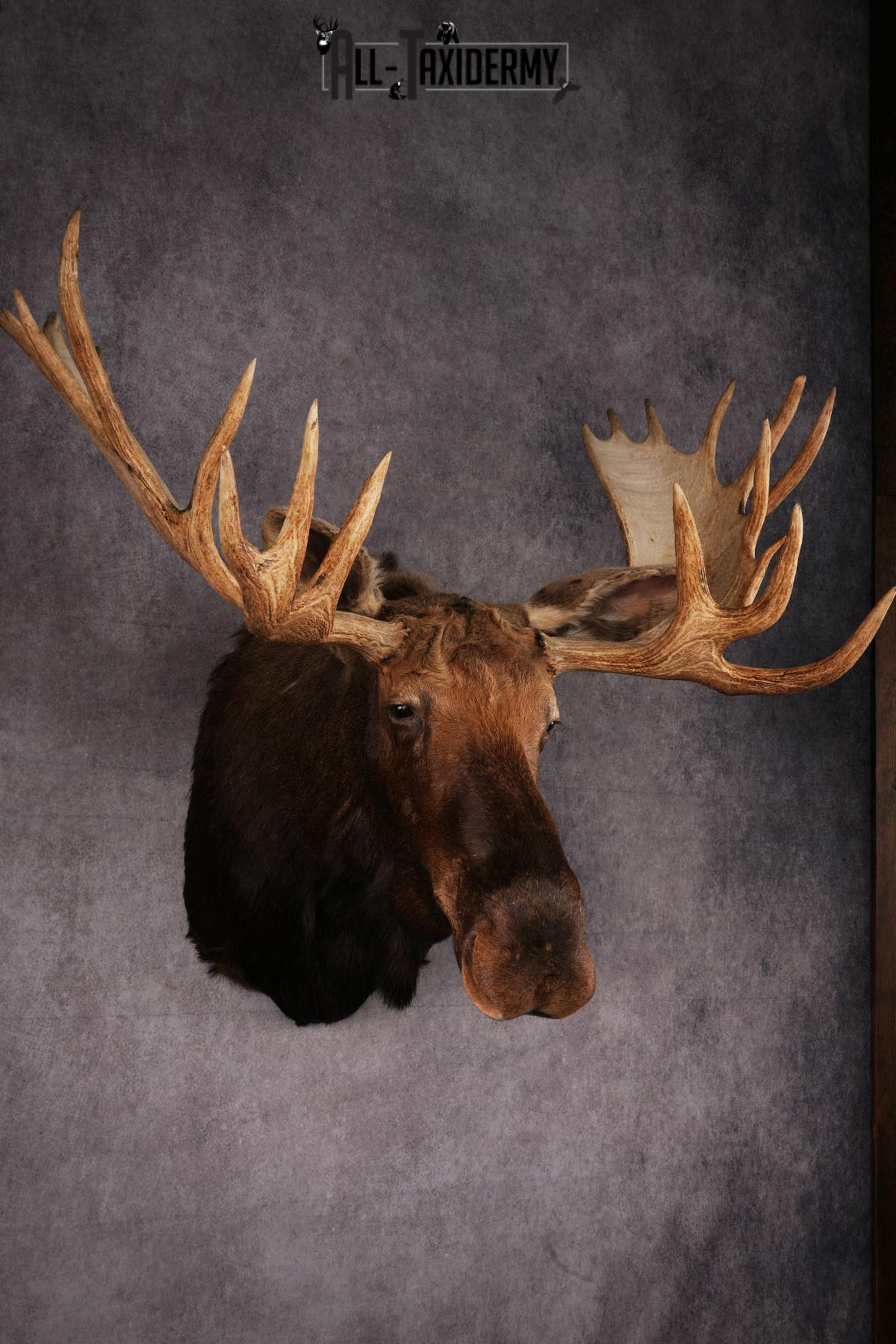 Canadian Moose Shoulder Mount