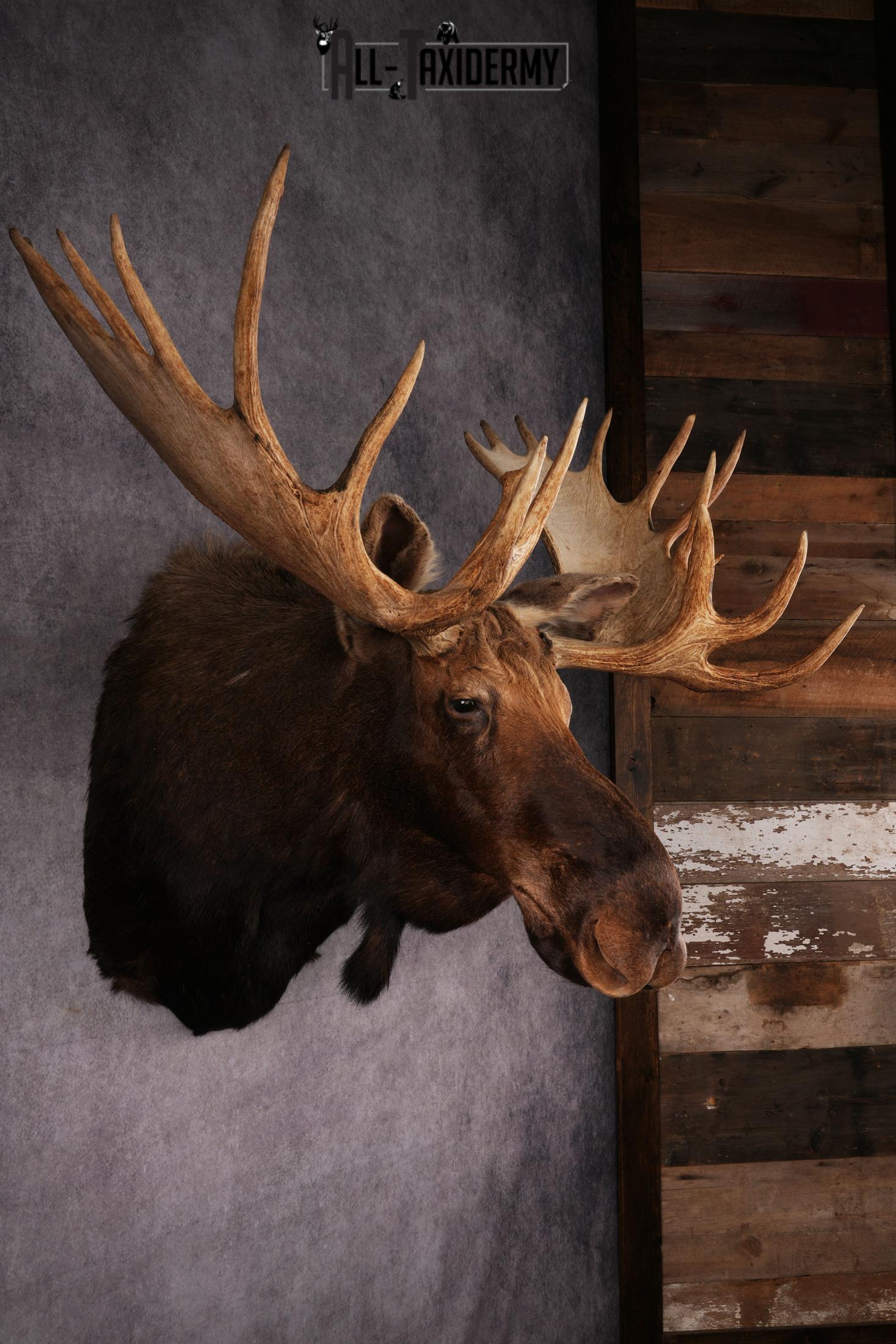 Canadian Moose taxidermy shoulder mount SKU 2516 - Image 8