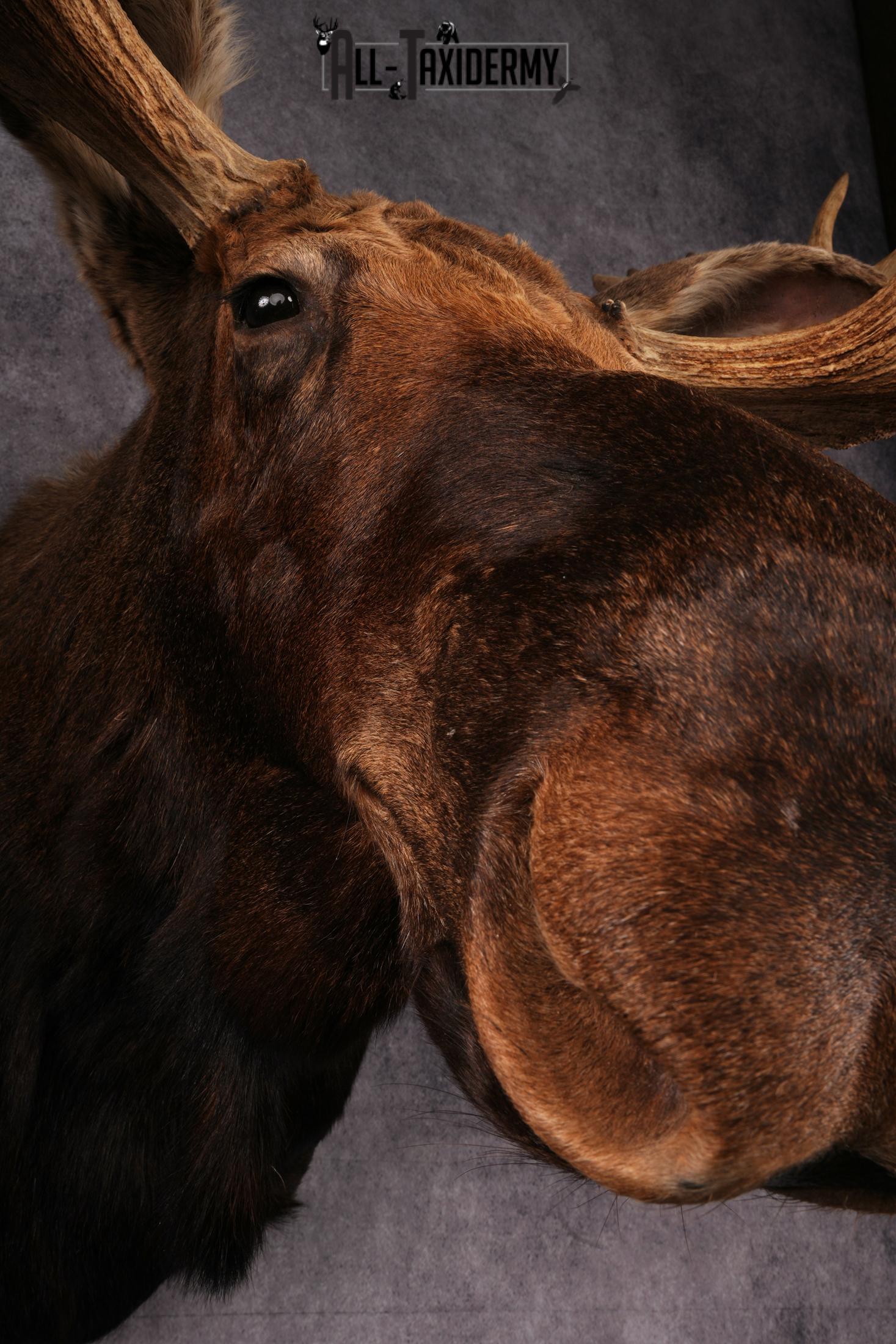 Canadian Moose taxidermy shoulder mount SKU 2516 - Image 9