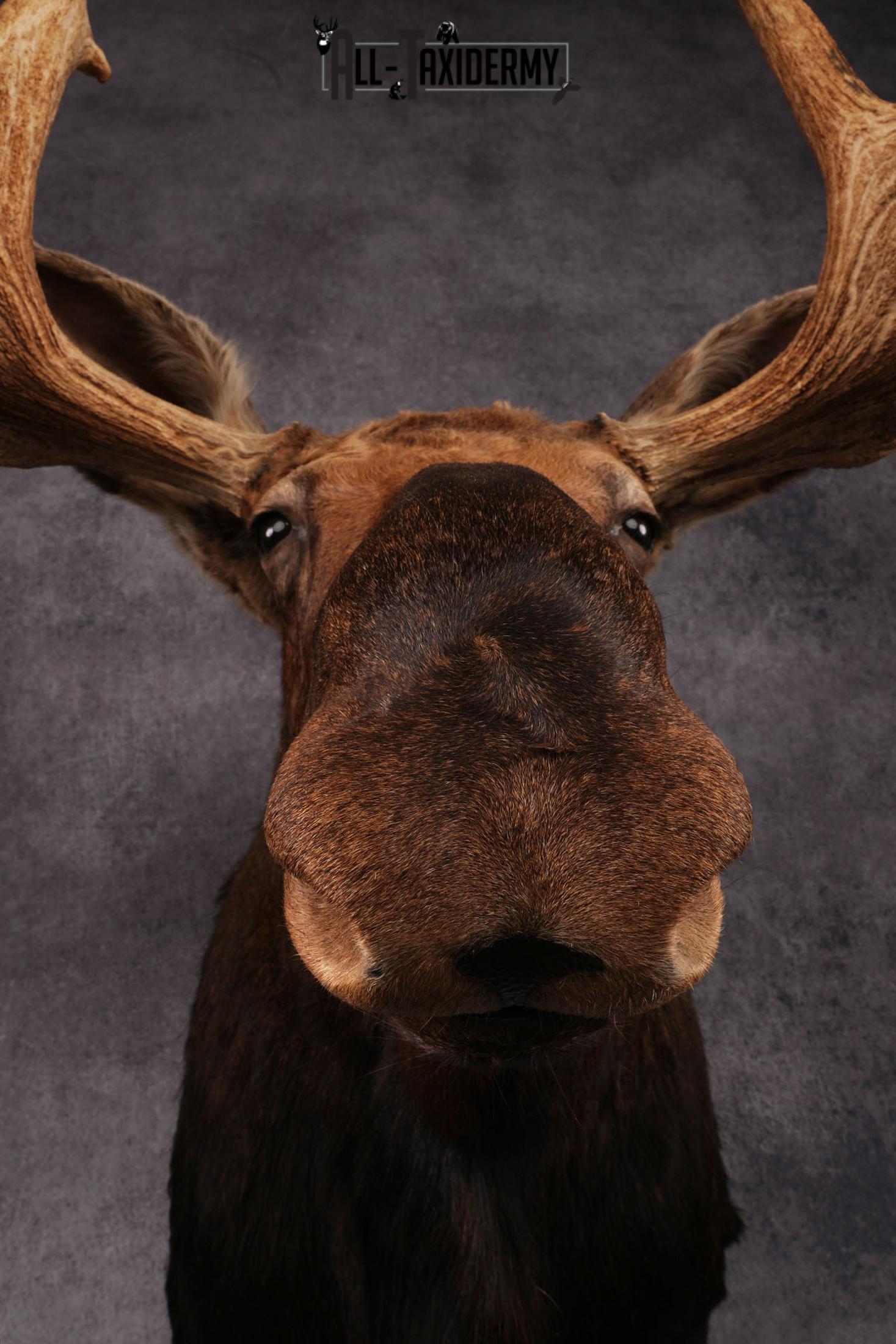 Canadian Moose taxidermy shoulder mount SKU 2516 - Image 10