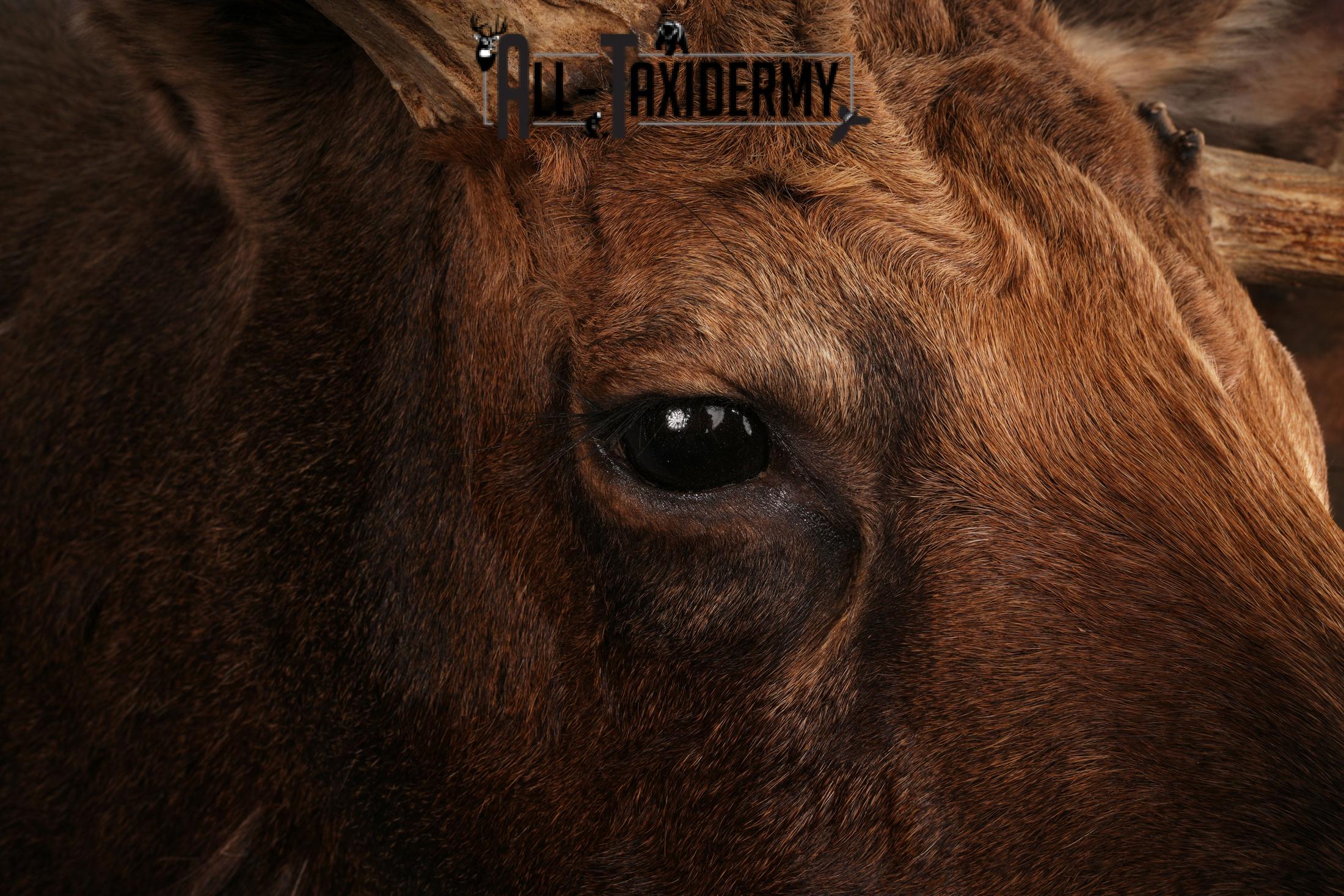 Canadian Moose taxidermy shoulder mount SKU 2516 - Image 11