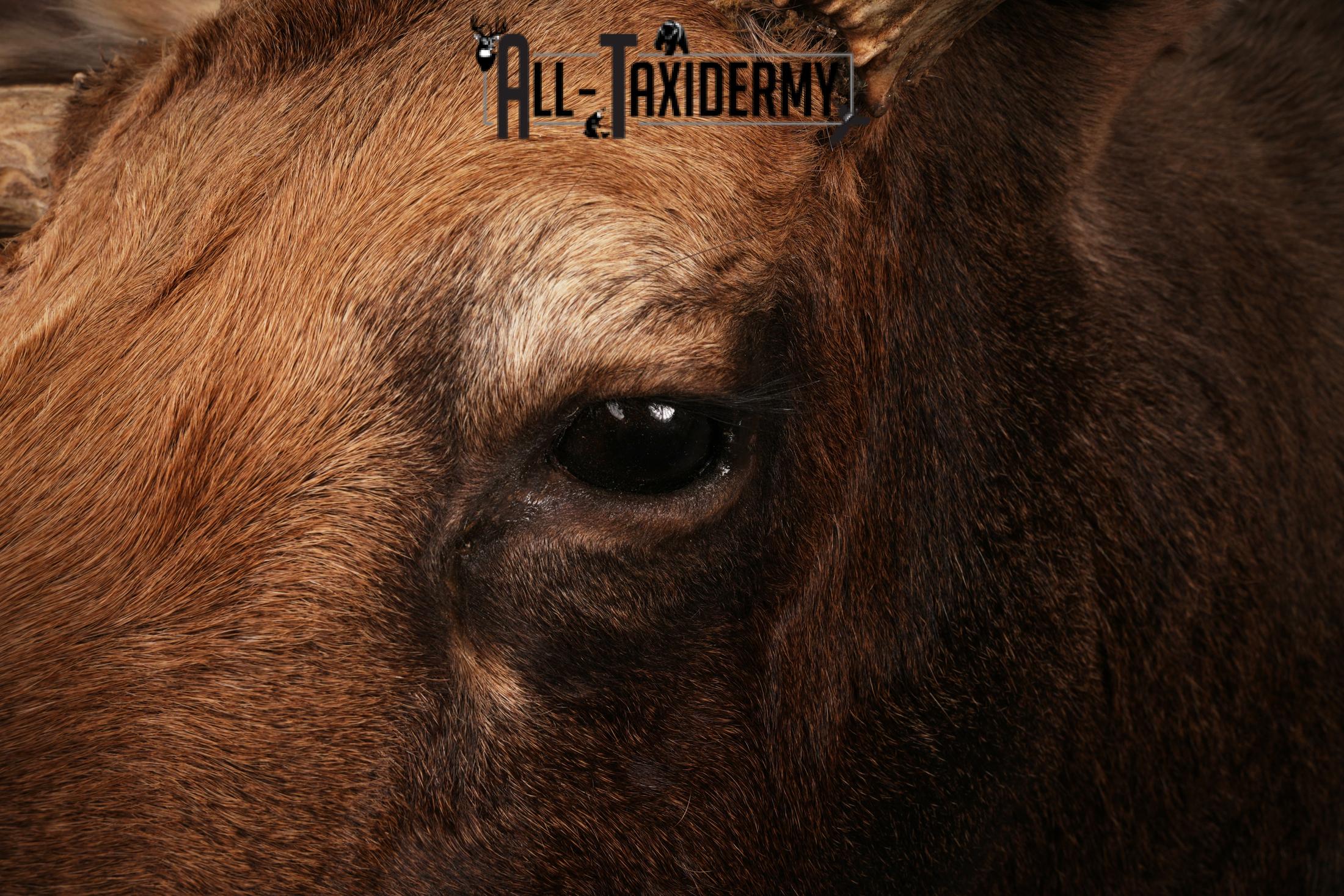 Canadian Moose taxidermy shoulder mount SKU 2516 - Image 12