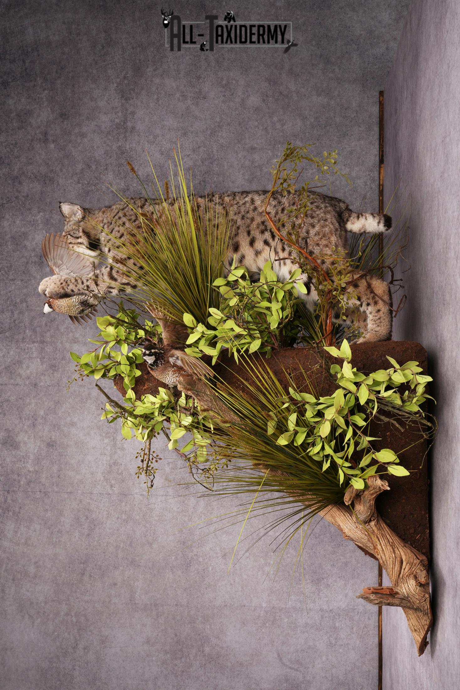 Bobcat attacking 3 Grey Partridges taxidermy mount SKU 2404 - Image 2