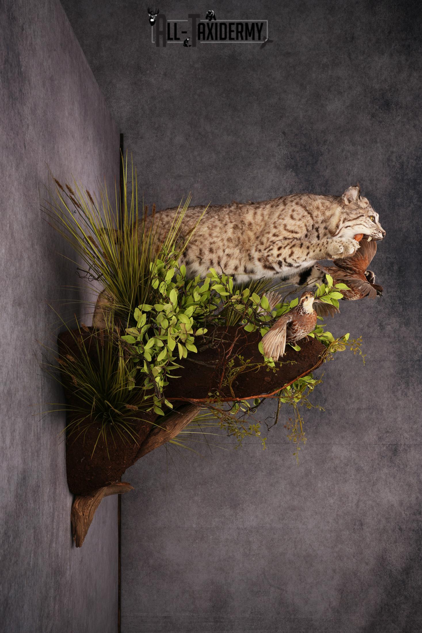 Bobcat attacking 3 Grey Partridges taxidermy mount SKU 2404 - Image 3