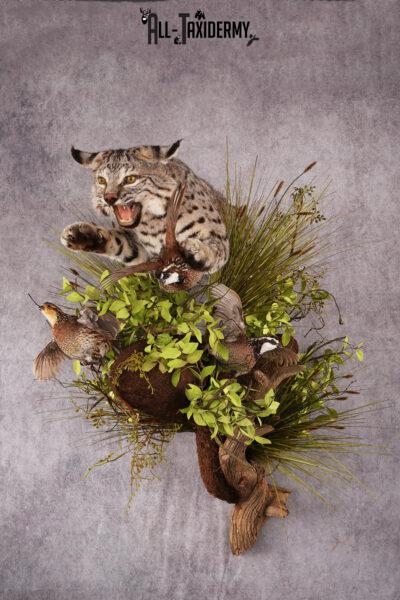 Bobcat with 3 Partridges