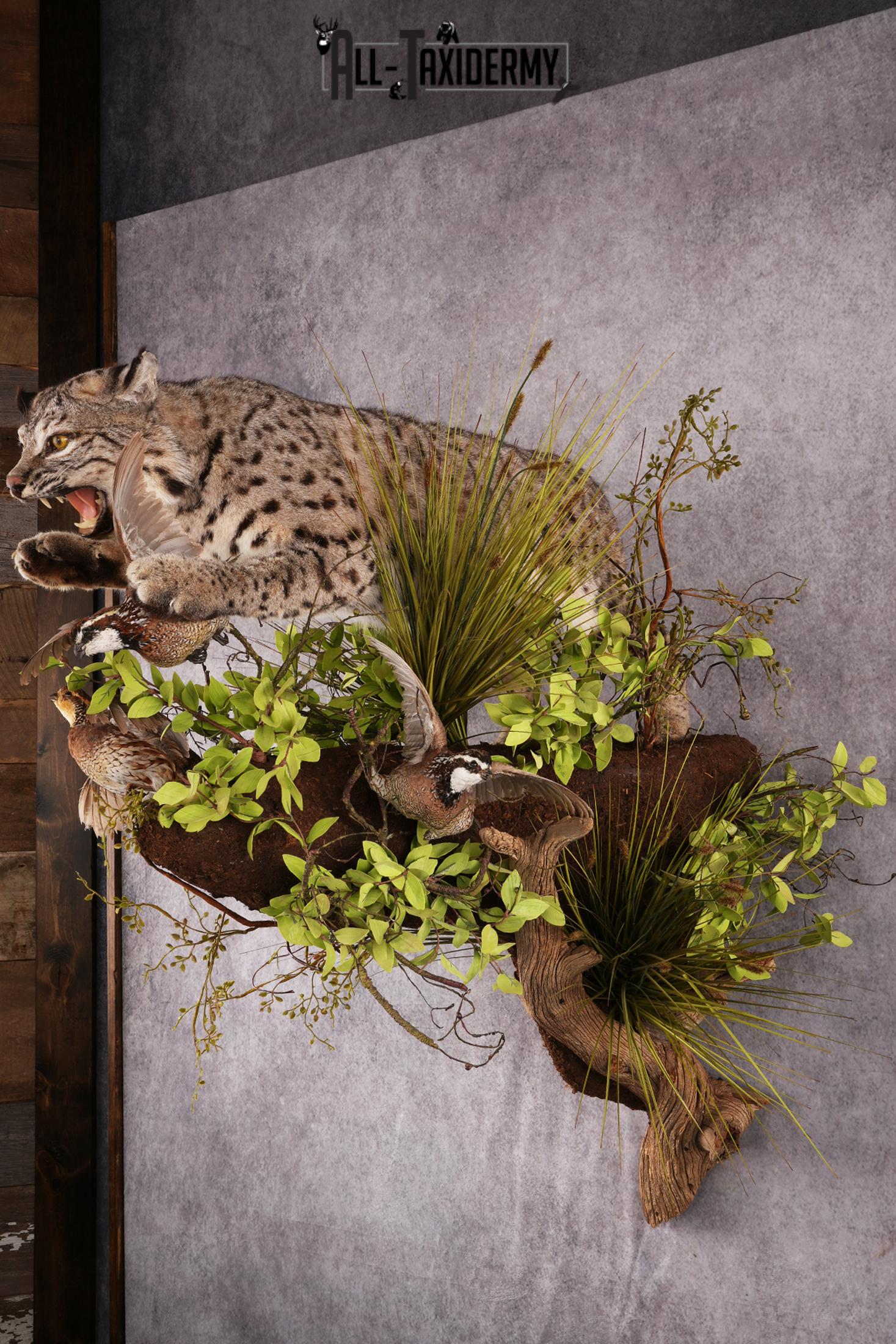 Bobcat attacking 3 Grey Partridges taxidermy mount SKU 2404 - Image 5