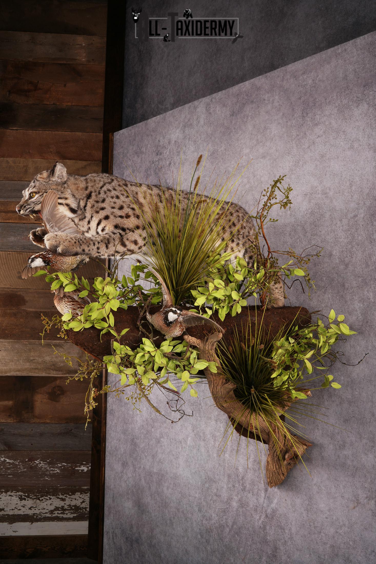 Bobcat attacking 3 Grey Partridges taxidermy mount SKU 2404 - Image 6