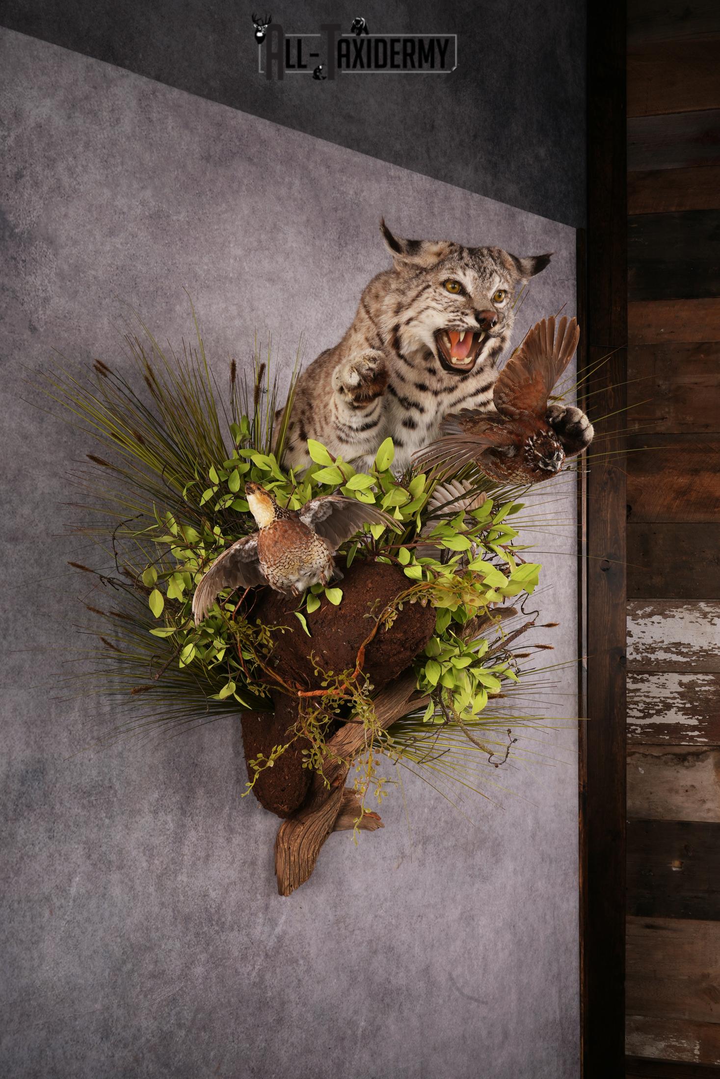 Bobcat attacking 3 Grey Partridges taxidermy mount SKU 2404 - Image 7