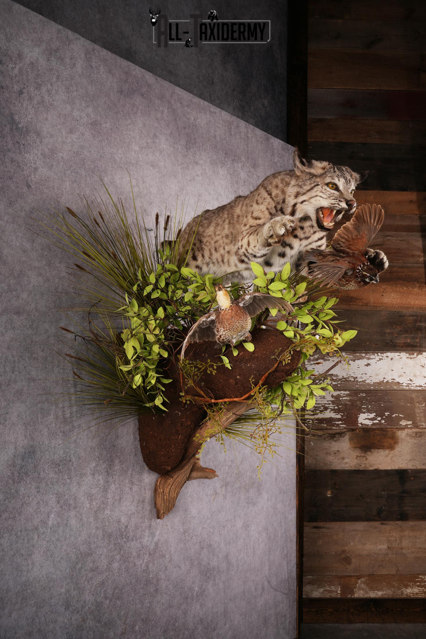 Bobcat attacking 3 Grey Partridges taxidermy mount SKU 2404 - Image 8