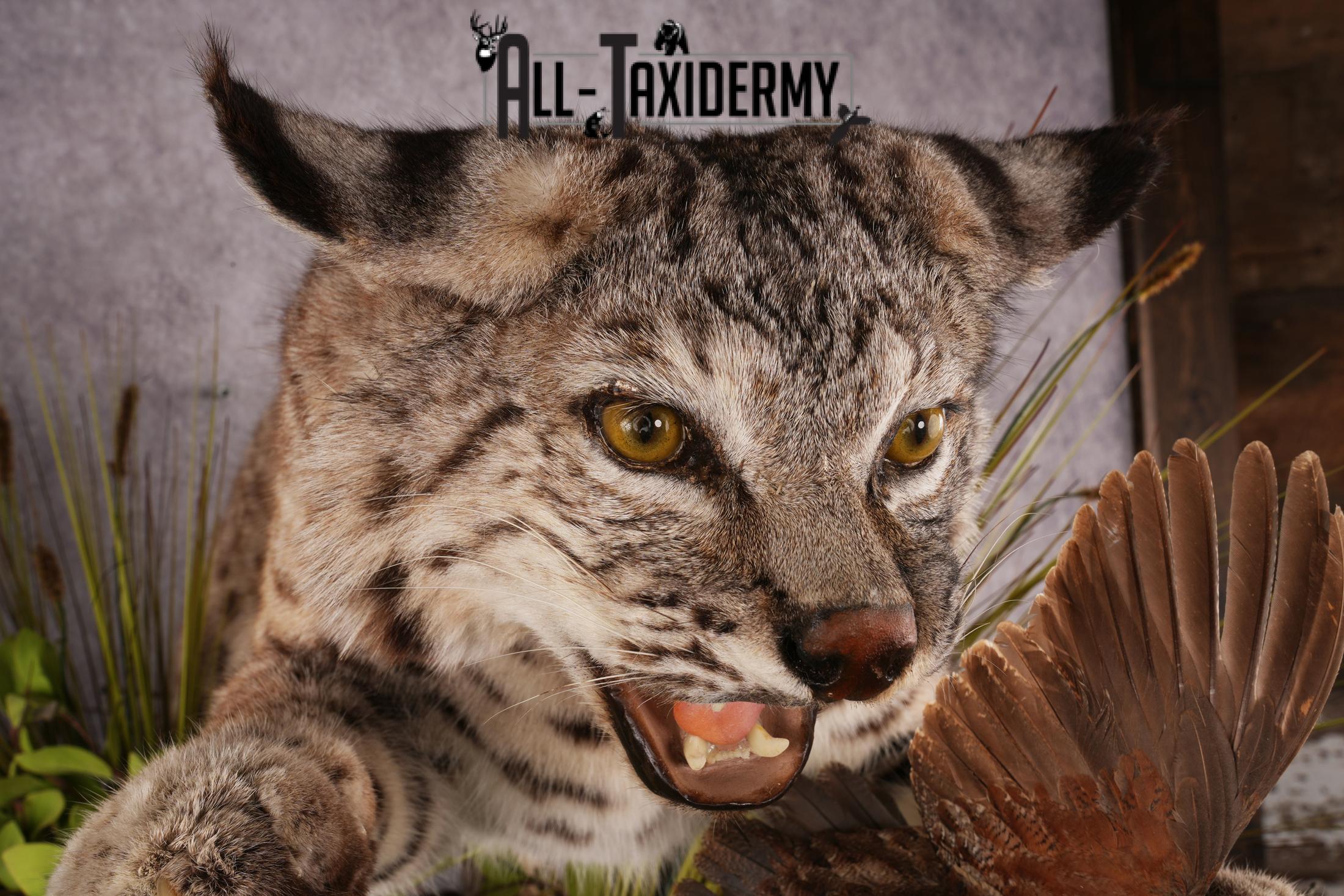 Bobcat attacking 3 Grey Partridges taxidermy mount SKU 2404 - Image 9