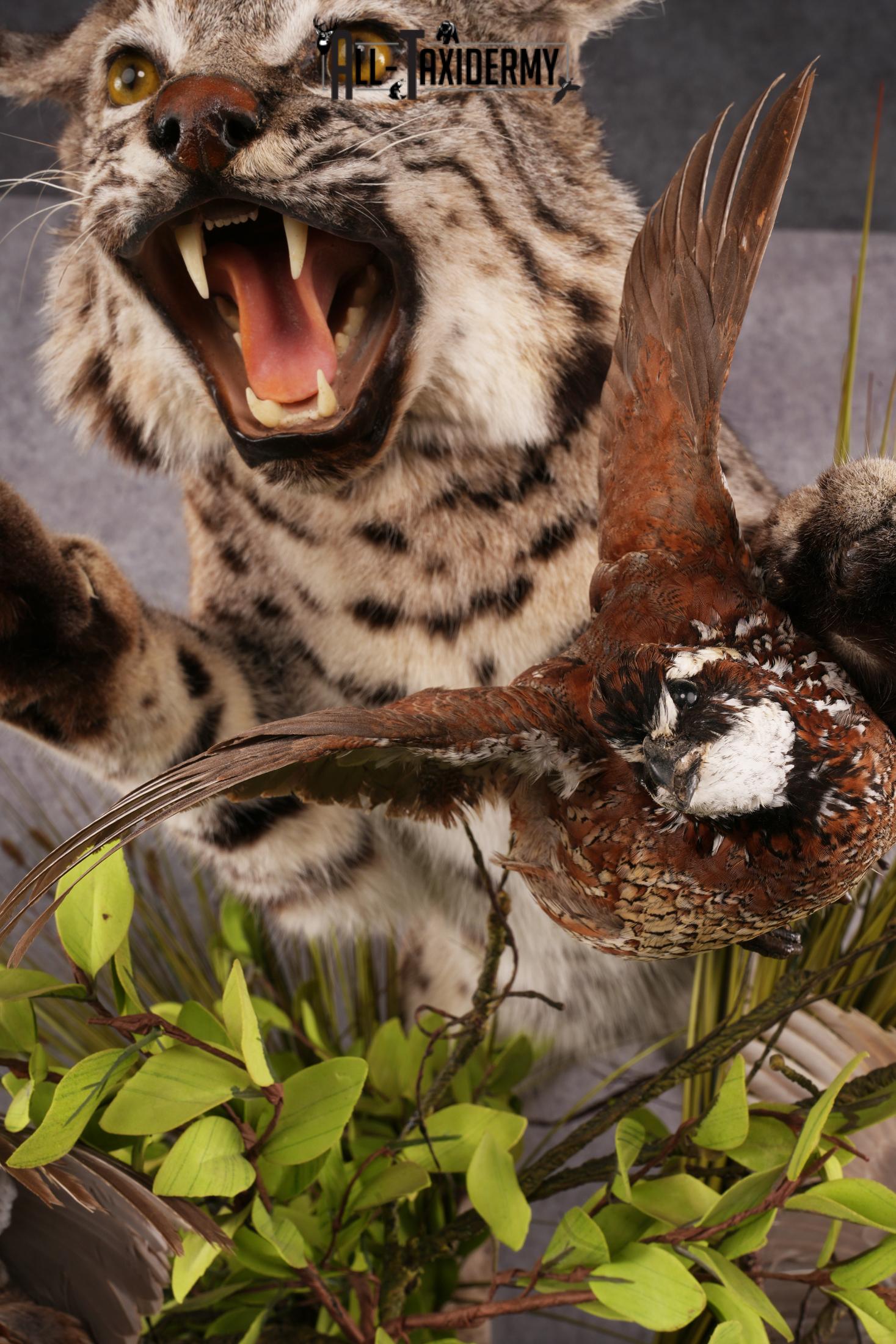 Bobcat attacking 3 Grey Partridges taxidermy mount SKU 2404 - Image 10
