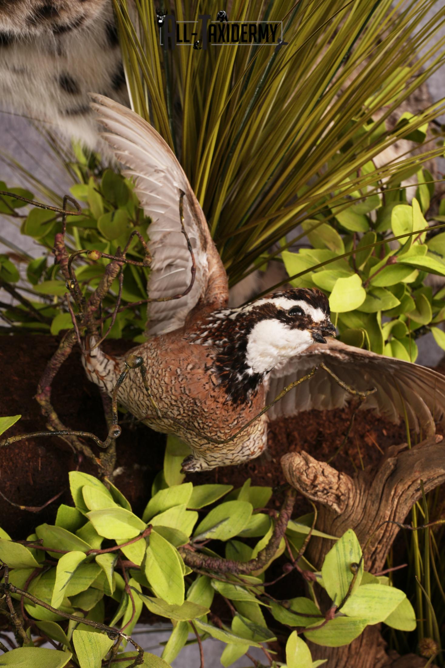 Bobcat attacking 3 Grey Partridges taxidermy mount SKU 2404 - Image 11