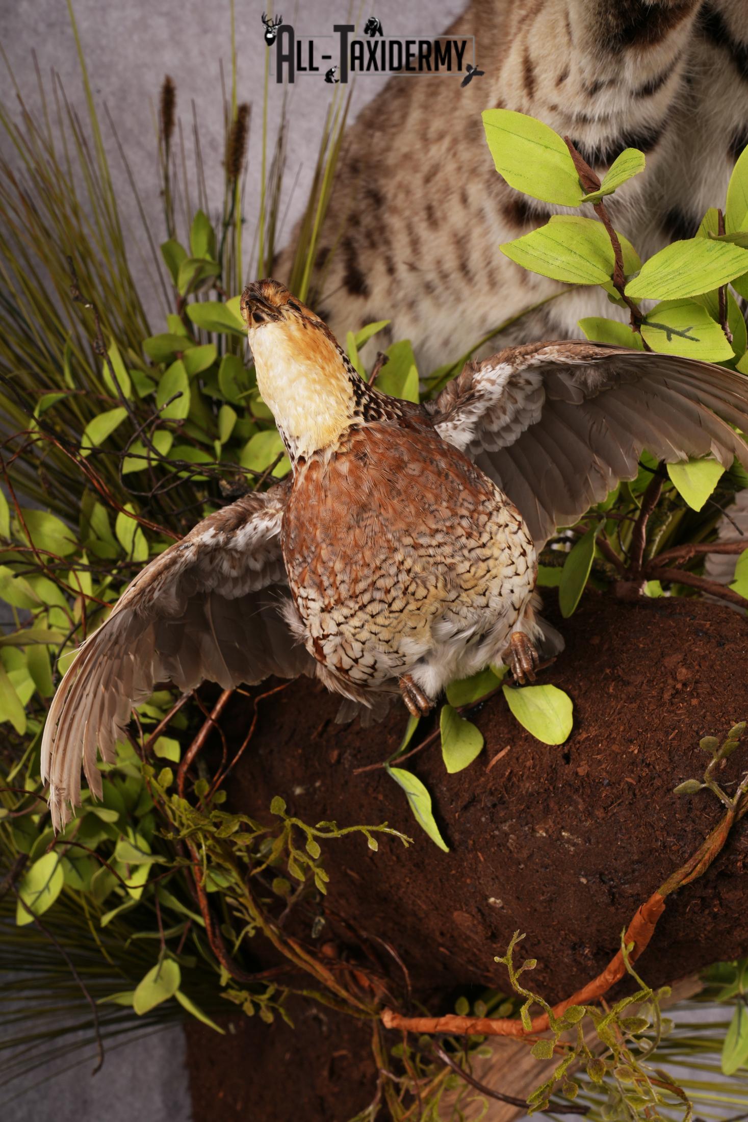 Bobcat attacking 3 Grey Partridges taxidermy mount SKU 2404 - Image 12
