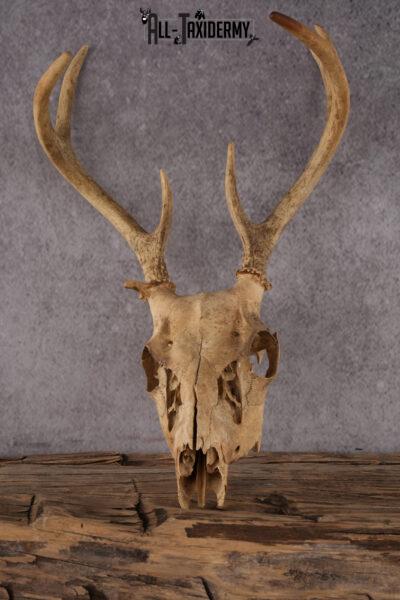 Whitetail Deer Skull SKU 2414.2
