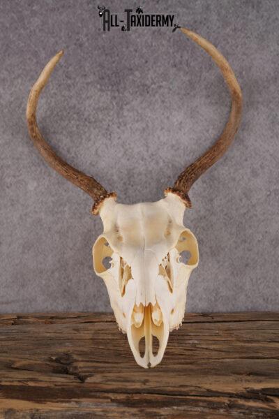 Whitetail Deer Skull SKU 2414.1