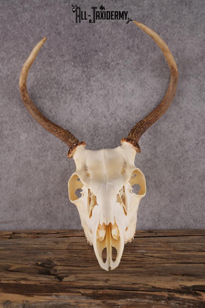 Whitetail Deer Skull SKU 2414.1