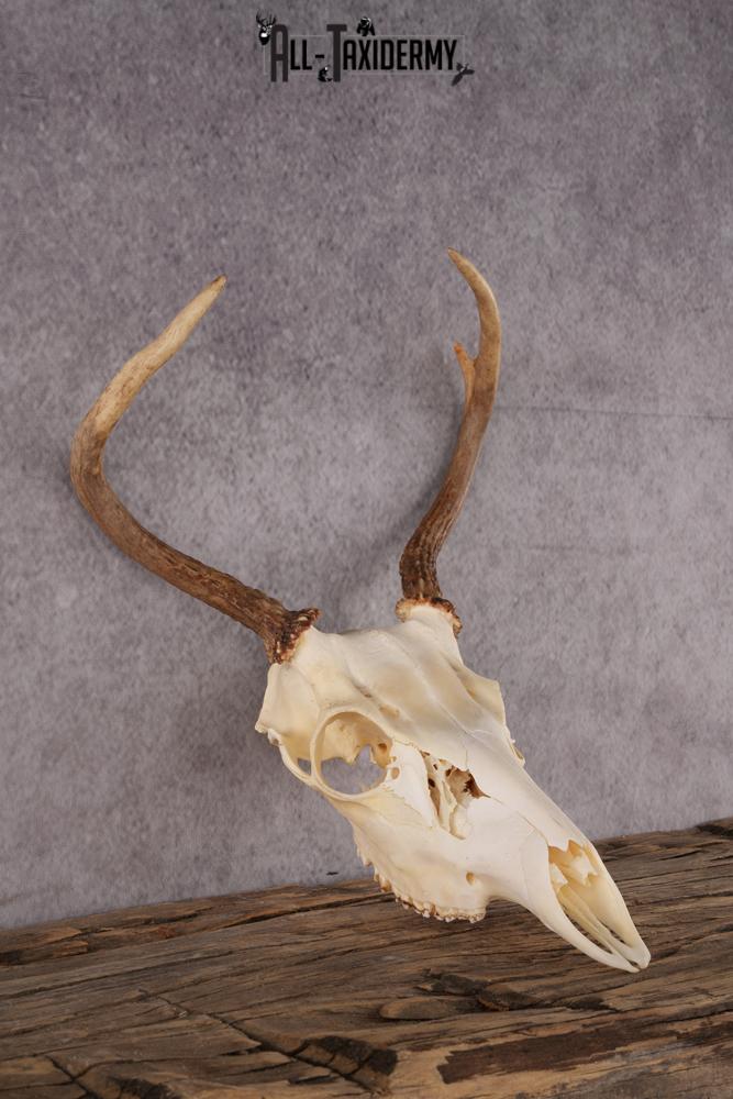 Whitetail Deer Skull SKU 2414.1 - Image 2