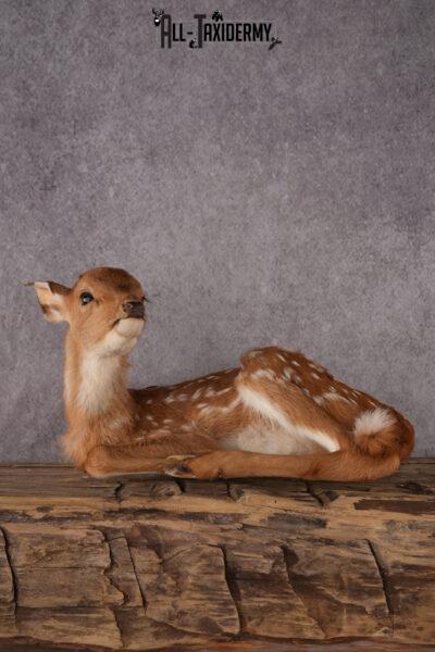 Whitetail deer fawn taxidermy mount SKU 2523