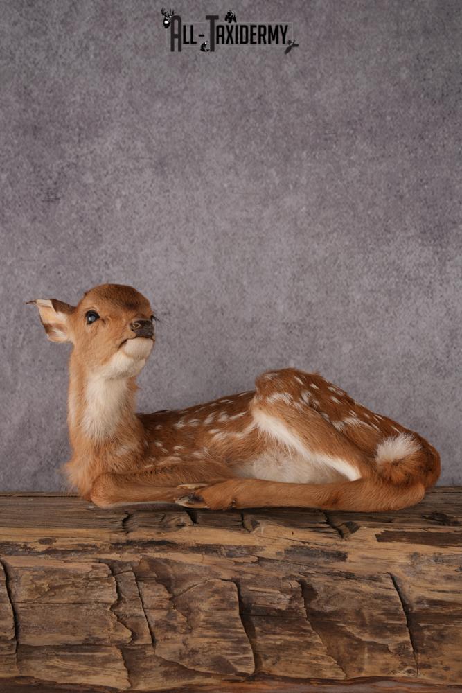 Whitetail deer fawn taxidermy mount SKU 2523