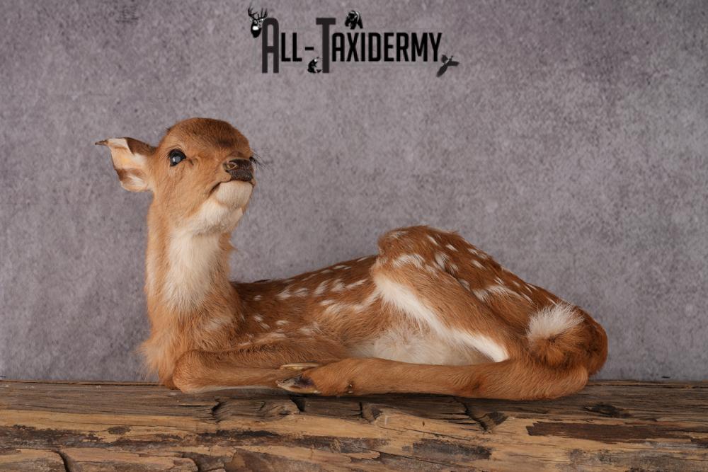 Whitetail deer fawn taxidermy mount SKU 2523 - Image 9