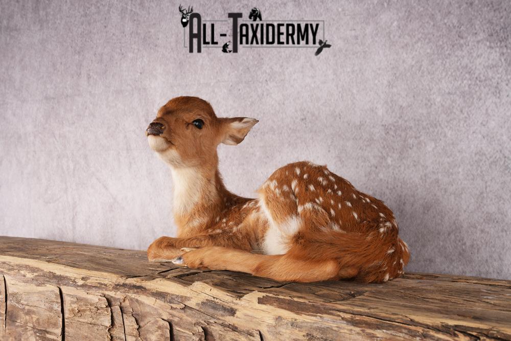 Whitetail deer fawn taxidermy mount SKU 2523 - Image 8